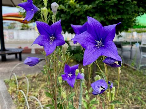 桔梗 風水|桔梗（キキョウ）の花言葉や由来｜色別（紫色・青色 